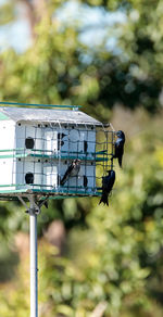Purple martin birds progne subis fly and perch around a birdhouse in marco island, florida