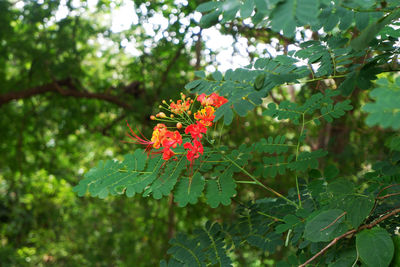 Close-up of red flowering plant