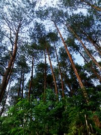 Low angle view of pine trees in forest