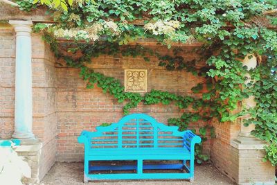 Ivy growing on wall