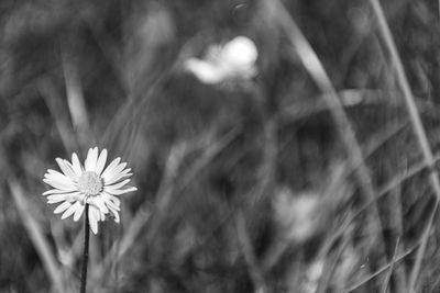 Close-up of flowering plants on field