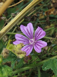 Close-up of purple flowers