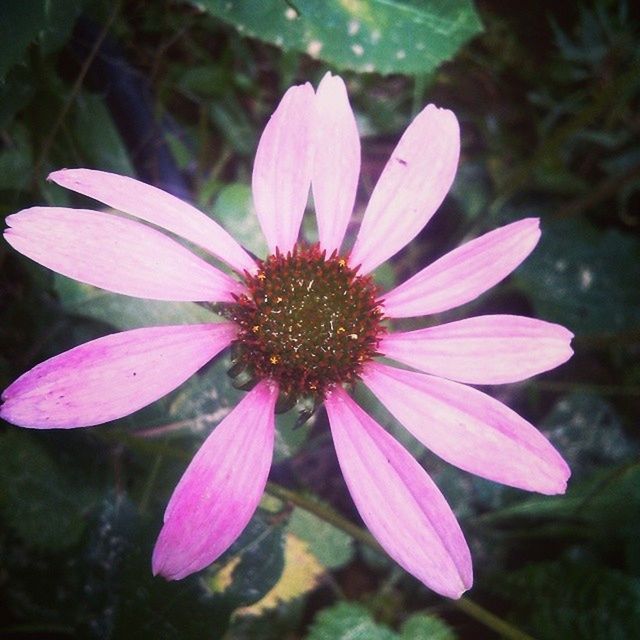 flower, petal, freshness, fragility, flower head, close-up, growth, single flower, beauty in nature, focus on foreground, blooming, pollen, nature, plant, in bloom, pink color, purple, stamen, water, day