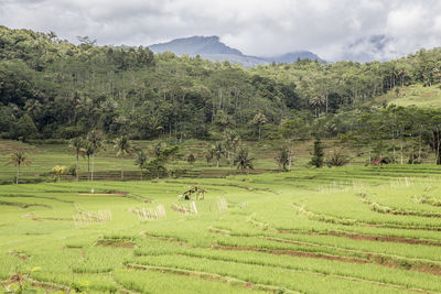 Agricultural field against trees