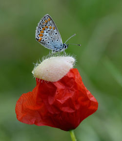 Close-up of butterfly pollinating on flower