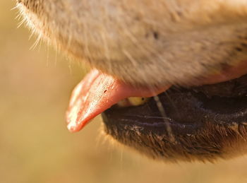 Close-up of a dog