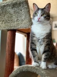 Portrait of cat sitting on floor