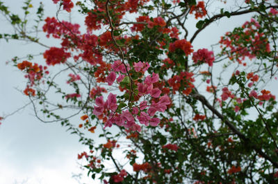 Low angle view of pink flowering tree