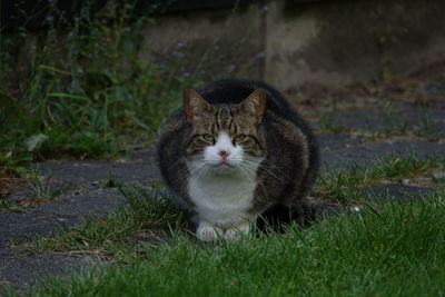 Portrait of cat on field