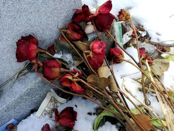 High angle view of rose plant in snow