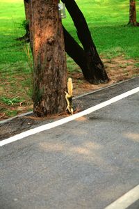 Low section of woman walking on road