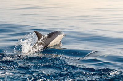 View of dolphin in sea