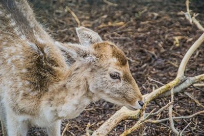 Close-up of deer on field