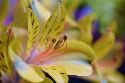 Close-up of pink flower