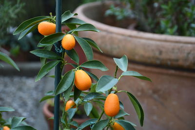 Fruits growing on plant