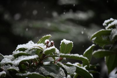 Close-up of insect on plant during winter