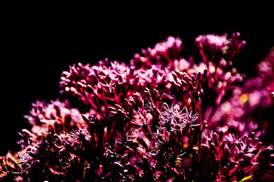 Close-up of pink flowering plant against black background