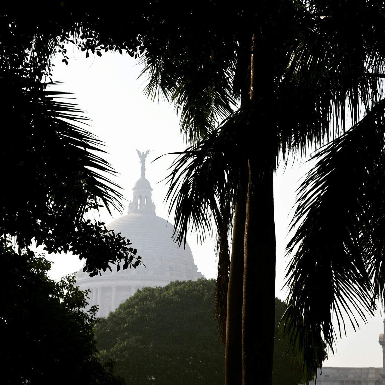 tree, built structure, architecture, building exterior, clear sky, tower, tall - high, growth, branch, tree trunk, palm tree, travel destinations, silhouette, sky, religion, nature, no people, tranquility, water, outdoors