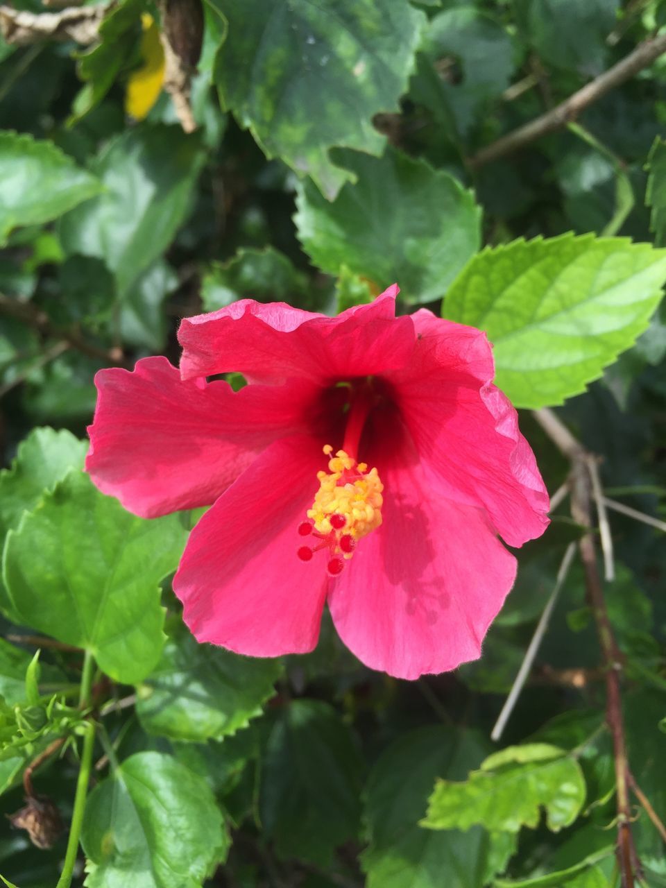 CLOSE-UP OF RED HIBISCUS BLOOMING IN PARK