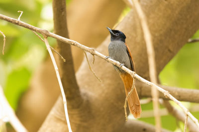 Close-up of bird perching on branch