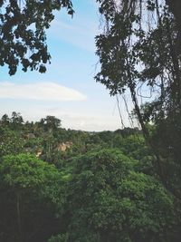 Scenic view of forest against sky