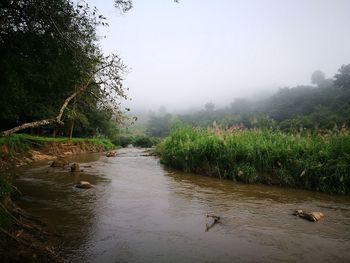 Scenic view of forest against sky during rainy season