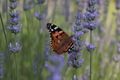 Close-up of butterfly on purple flowering plant