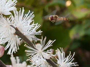 Close-up of honey bee pollinating on flower