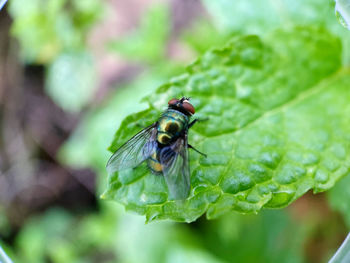 Close-up of fly on leaf