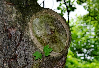 Close-up of tree trunk