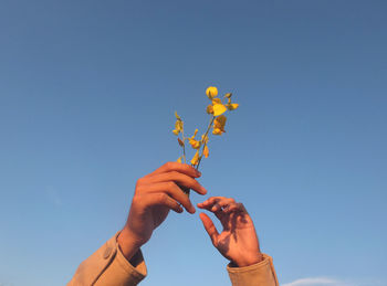 Low angle view of woman hands holding flowers against clear blue sky