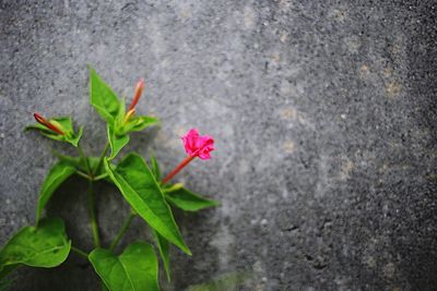 High angle view of pink flowering plant on road