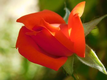 Close-up of red rose blooming in park