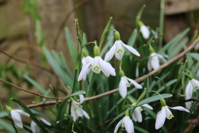 Close-up of white flowering plant