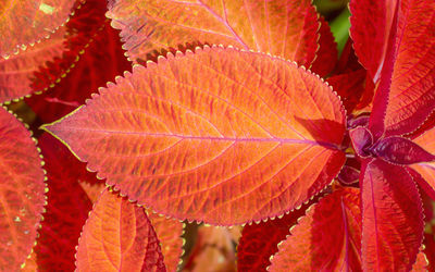 Close-up of red leaves on plant