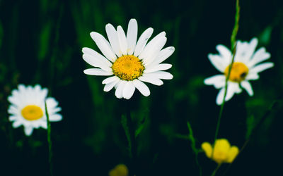 Close-up of white daisy flowers