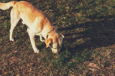 High angle view of dog on field