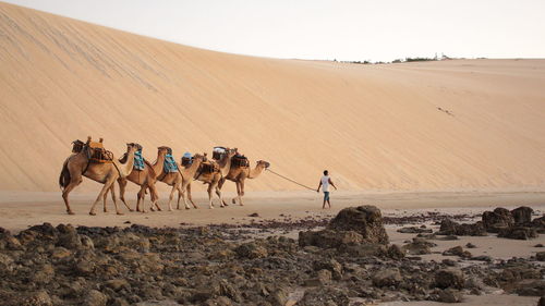 Man walking with camels at desert