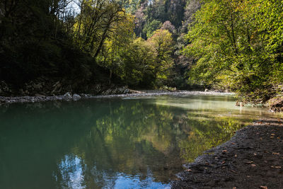 Scenic view of lake in forest