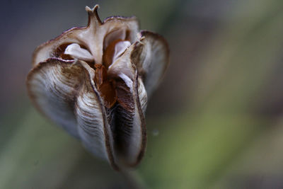 Close-up of wilted flower