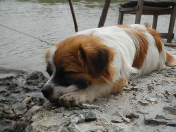 Close-up of dog lying down