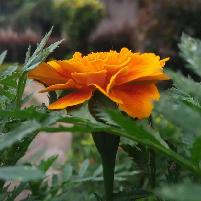 flower, petal, freshness, flower head, fragility, growth, yellow, beauty in nature, focus on foreground, blooming, plant, nature, close-up, orange color, leaf, stem, in bloom, single flower, blossom, outdoors