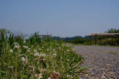 Close-up of plants growing on field against clear sky