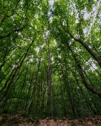 Low angle view of bamboo trees in forest