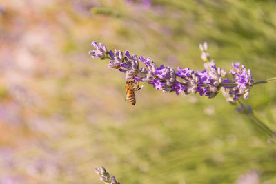 Close-up of bee pollinating on lavender