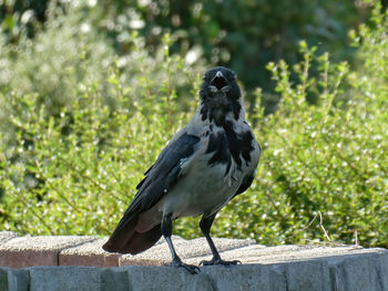 Close-up of bird perching on plant