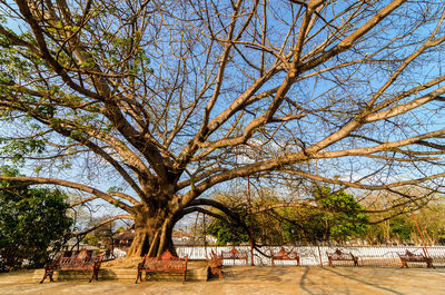 Bare trees in park