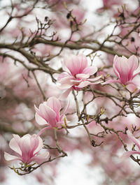 Close-up of pink cherry blossom