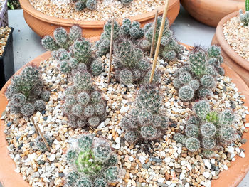 High angle view of succulent plants in yard