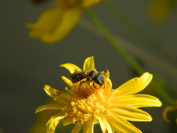 Close-up of honey bee pollinating on yellow flower